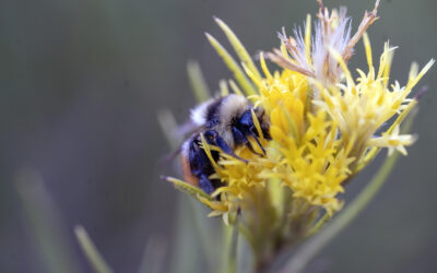 Help document native pollinators in Utah