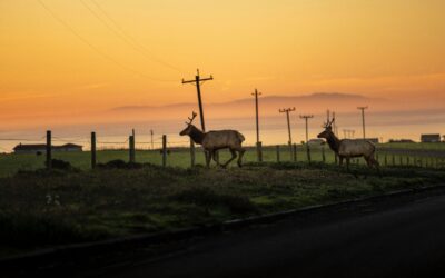 The importance of habitat connectivity for ungulate migration