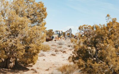 The future of pinyon-juniper woodlands