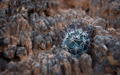 Biocrust restoration and nutrient cycling