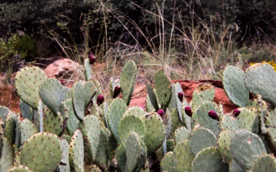 The uncertain future of plant adaptation in GSENM