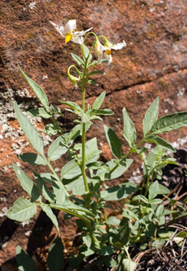 S.jamesii (Native Plant Society of New Mexico)